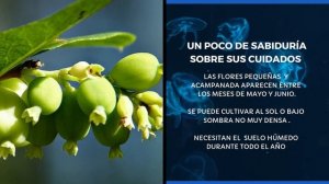 Información sobre arboles arbustos y hierbas \ Symphoricarpos