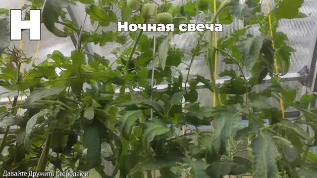 Томаты на букву Н. ПОЛНЫЙ ОБЗОР. ОТ А ДО Я