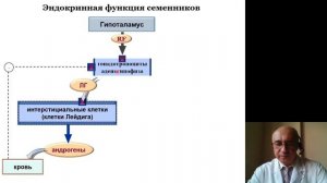 Гистология 5.Мужская половая система