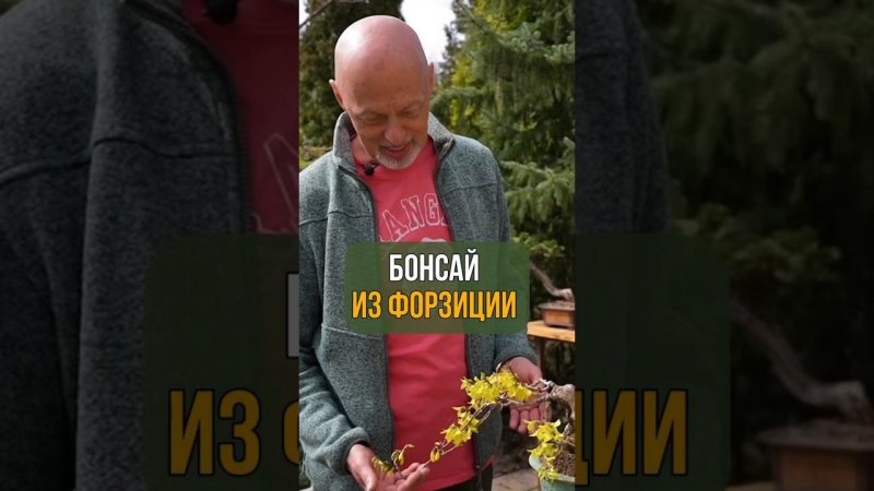 БОНСАЙ ИЗ ФОРЗИЦИИ