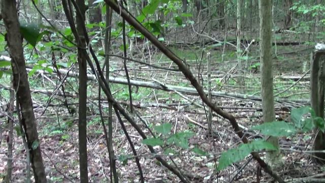 Finding Bowtie Ridge Deer смотреть онлайн