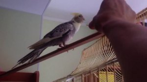 Приручение. Попугай ест траву с руки корелла 4 месяца