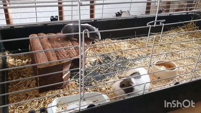 #218. Наши зверюшки. Утренняя кормёжка. Морские свинки. Жизнь в Германии. смотреть онлайн