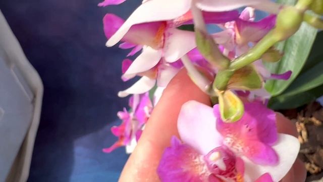 Phal. Liu’s Berry Trinity | Первое домашнее цветение Ягодки Лиу | Яркая миниатюрная орхидея бабочка смотреть онлайн