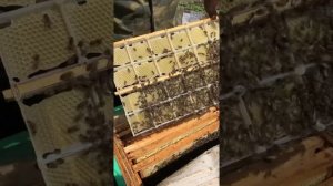 Этапы производства минирамок мёда в сотах