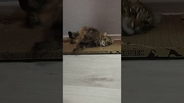 Об когтеточку спинку и бочка почесать можно😻❤️