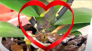 Познайте тайны орхидей // СПАСИТЕ орхидеи БЕЗ РЕАНИМАЦИИ // ДОБРЫЕ советы