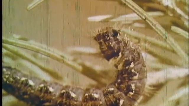 5 В очаге лунчатого шелкопряда смотреть онлайн