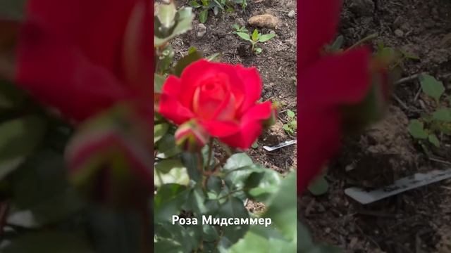 Роза Мидсаммер / rose Midsummer