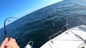 Морская рыбалка. ОГРОМНАЯ РЫБА!!! ЛАКЕДРА 11КГ!!