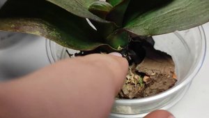 Орхидеи не растут и не цветут!Будем лечить!Орхидеи реанимация.