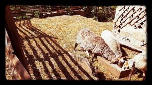 Овцы романовской породы. Кормление и уход. Как растет молодняк?