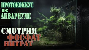 ПРОТОКОККУС в аквариуме смотрим НИТРАТ ФОСФАТ