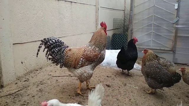 Билефельдер порода. смотреть онлайн