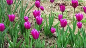 Крымские тюльпаны 