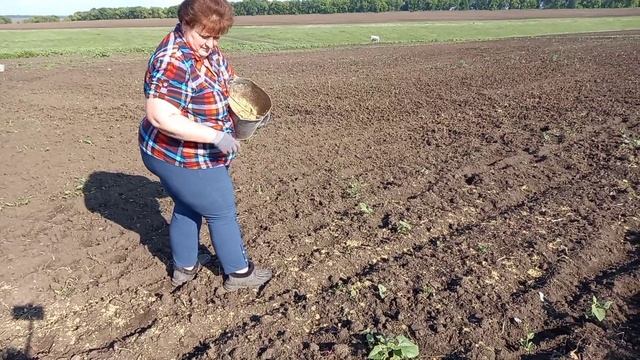 Как правельно посеять люцерну в ручную /Норма высева на 10 соток. смотреть онлайн