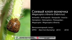 Соевый клоп-вонючка (Megacopta cribraria)