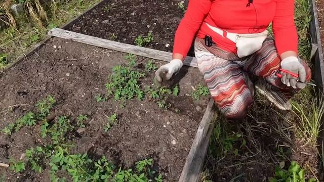 Как бороться с сорняками методом пермакультуры смотреть онлайн