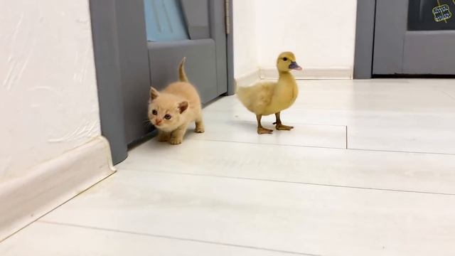 Funny duckling thinks that kitten is his mom смотреть онлайн