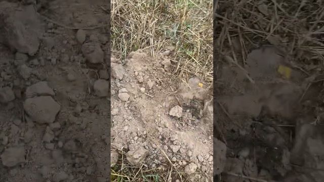 НЕ БИТОЕ ПОЛЕ !!! И много серебра #металлоискатель #коп #находки #minelab #поискмонет #coin #шурф