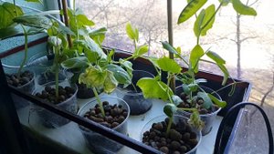 #Салат на #гидропонике