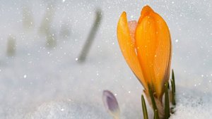 Футаж. Цветы на снегу 22 Footage. Flowers in the snow 22