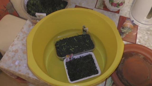 Полив рассады. Черная ножка. смотреть онлайн