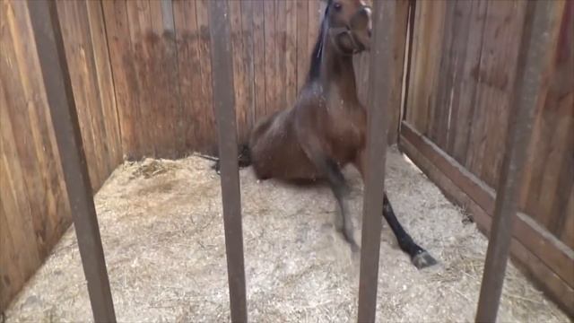 Казачий хутор! смотреть онлайн