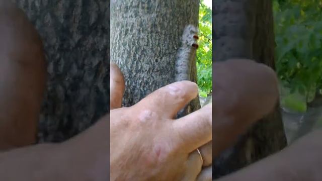 Гигантская гусеница в Приморье смотреть онлайн