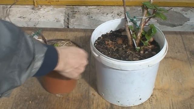 Фуксии после зимовки: ответы на вопросы смотреть онлайн