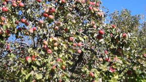 Правильная обрезка плодовых деревьев осенью - яблони. Видео как обрезать яблоню - уход