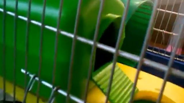 Обзор на клітку Foxy:))) смотреть онлайн