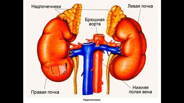 Что такое синдром усталости надпочечников? Признаки и лечение