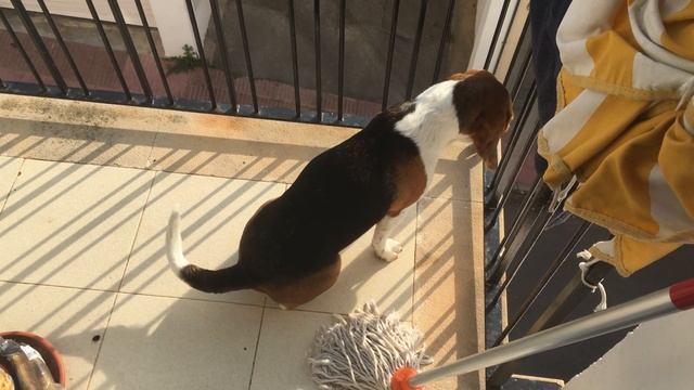 Бигль виляет хвостом (встречает хозяина) смотреть онлайн