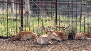 УДИВИТЕЛЬНОЕ ВИДЕО в удивительном парке с удивительными животными !