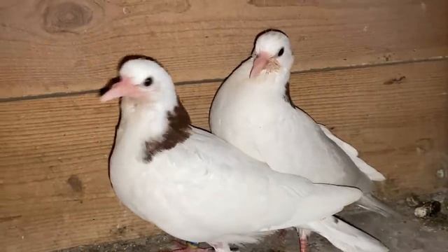 Зачем беру Голубят зимой? Ответ в видео! смотреть онлайн
