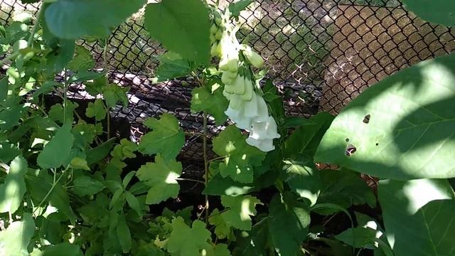 Как цветёт НАПЕРСТЯНКА... Ядовитое растение\How blooms foxglove ...