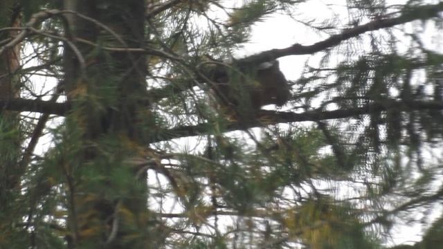 Белка песенки поет и орешки все грызет смотреть онлайн