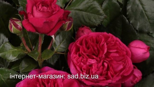 Новинки роз мировой селекции с открытой корневой системой