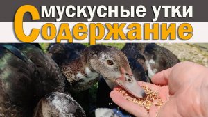 как приучить мускусную утку к новой пищи