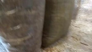 Набивка грибных блоков. Грибы в Полевском