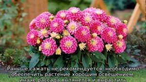 Карликовые георгины — описание, посадка и уход
