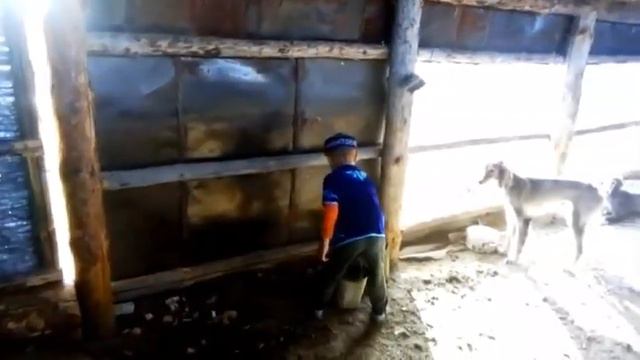 ЖАНСАРЫ казактын дала кумай тазы смотреть онлайн