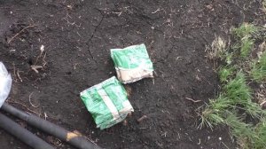 Защищаю всходы от крестоцветной блошки табачной пылью