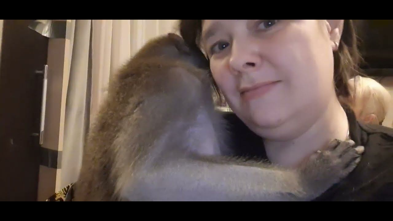 Наши будни, жизнь с обезьянами #monkey #обезьяна #домашняяобезьяна #макака # капуцин