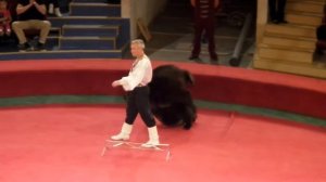 Медведи. Цирк. Цирковой медведь на передних лапах. Bears. Circus. Circus bear on the fore paws.