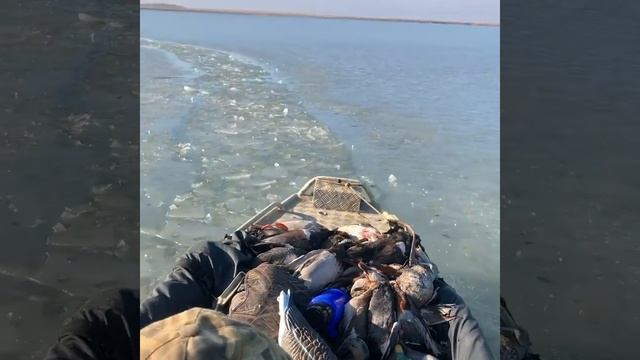 Лодка болотоход и мотор Лифан 29 л.с смотреть онлайн