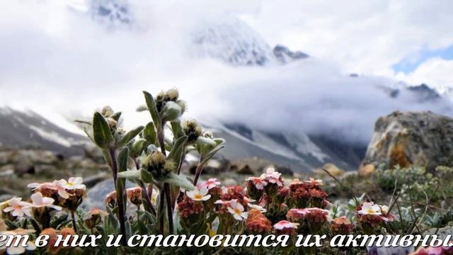ЭДЕЛЬВЕЙС. Цветочный гороскоп.
