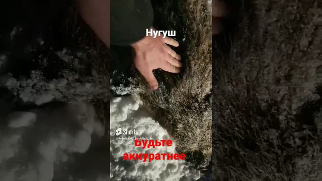 Кабанчик, будьте аккуратнее на Нугушском водохранилища.mp4