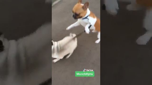 Хубабуба смотреть онлайн